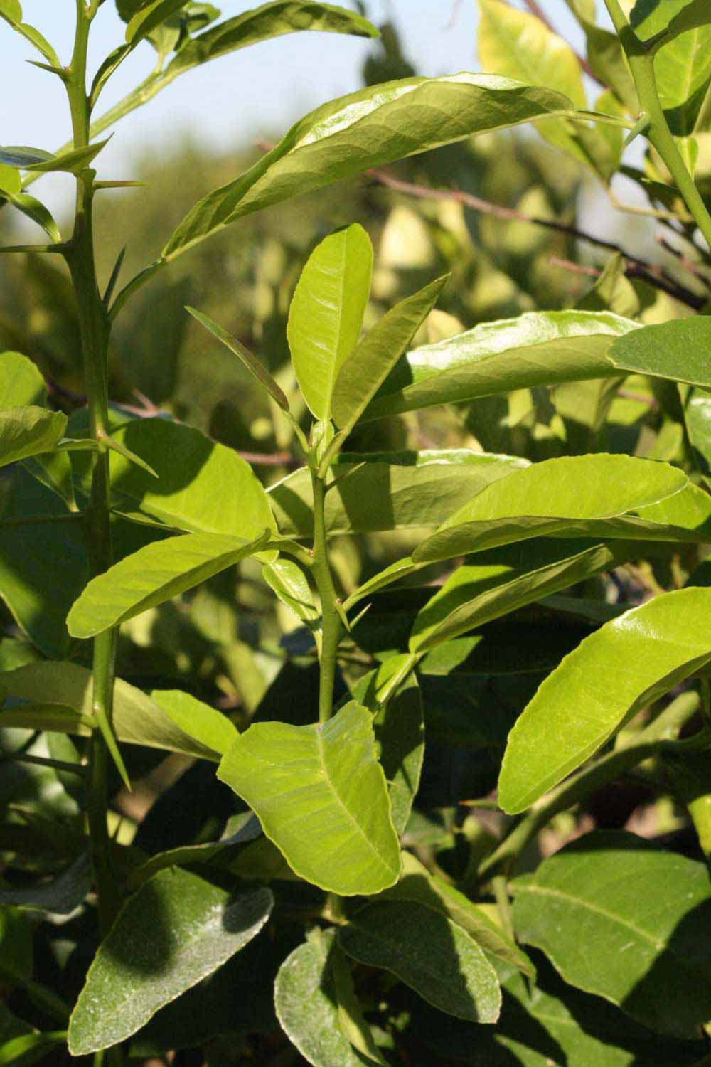              Sun leaves (Riverside, CA)       